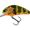 Gold Fluo Perch - Floating